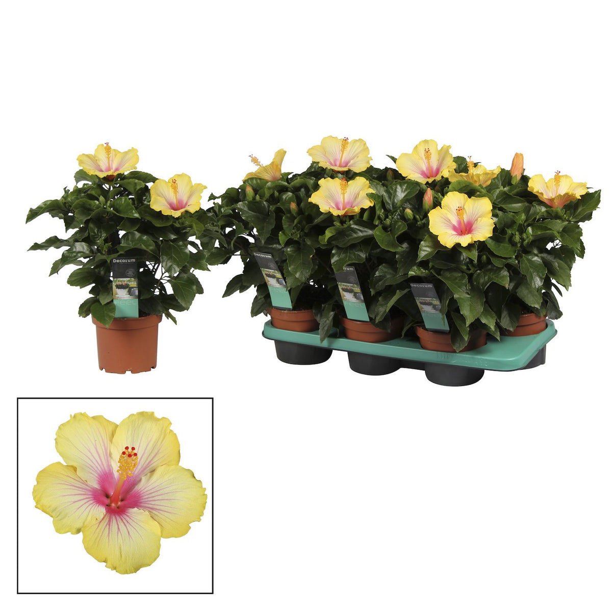 Hibiscus rosa-sinensis ‘Cocktail’ - Japanese roses with large yellow-pink flowers