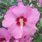 Hibiscus syriacus 'Pink Giant'