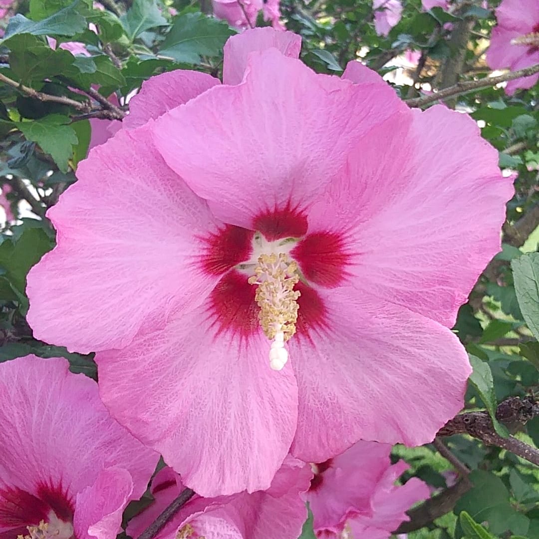 Hibiscus syriacus 'Pink Giant'