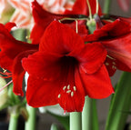 Hippeastrum ‘Royal Red’ - Crveni ljiljan u saksiji (Amarilis)