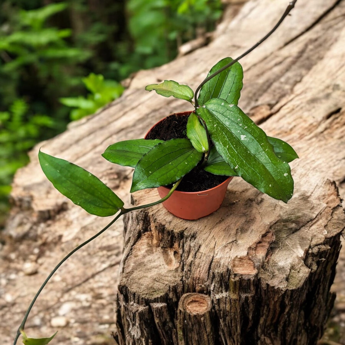 Hoya erythrina D9