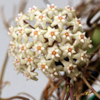 Hoya sp. Loei (SR 2007-13)