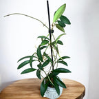 Hoya anncajanoae