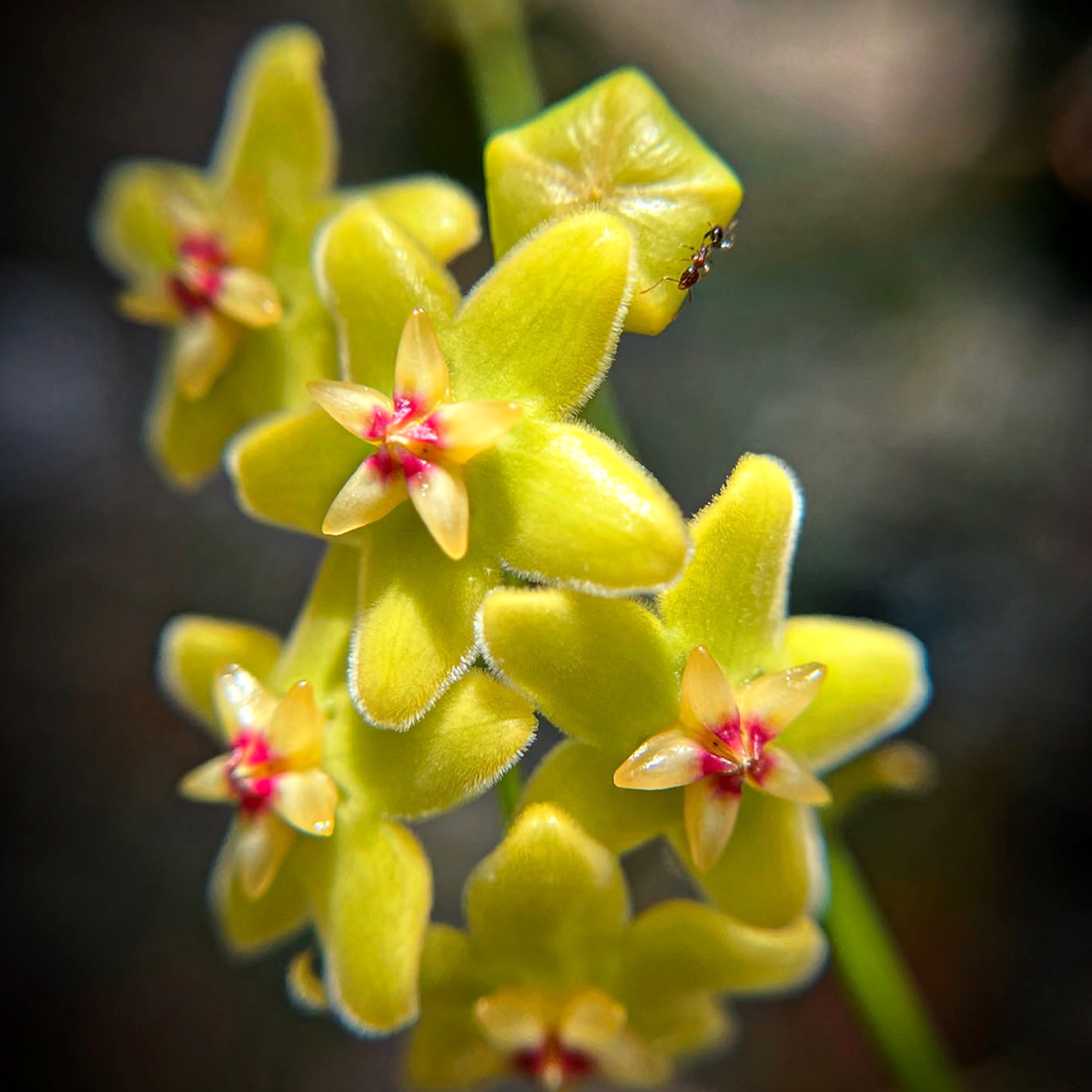 Hoya diptera