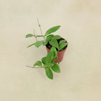 Hoya sp. UT208