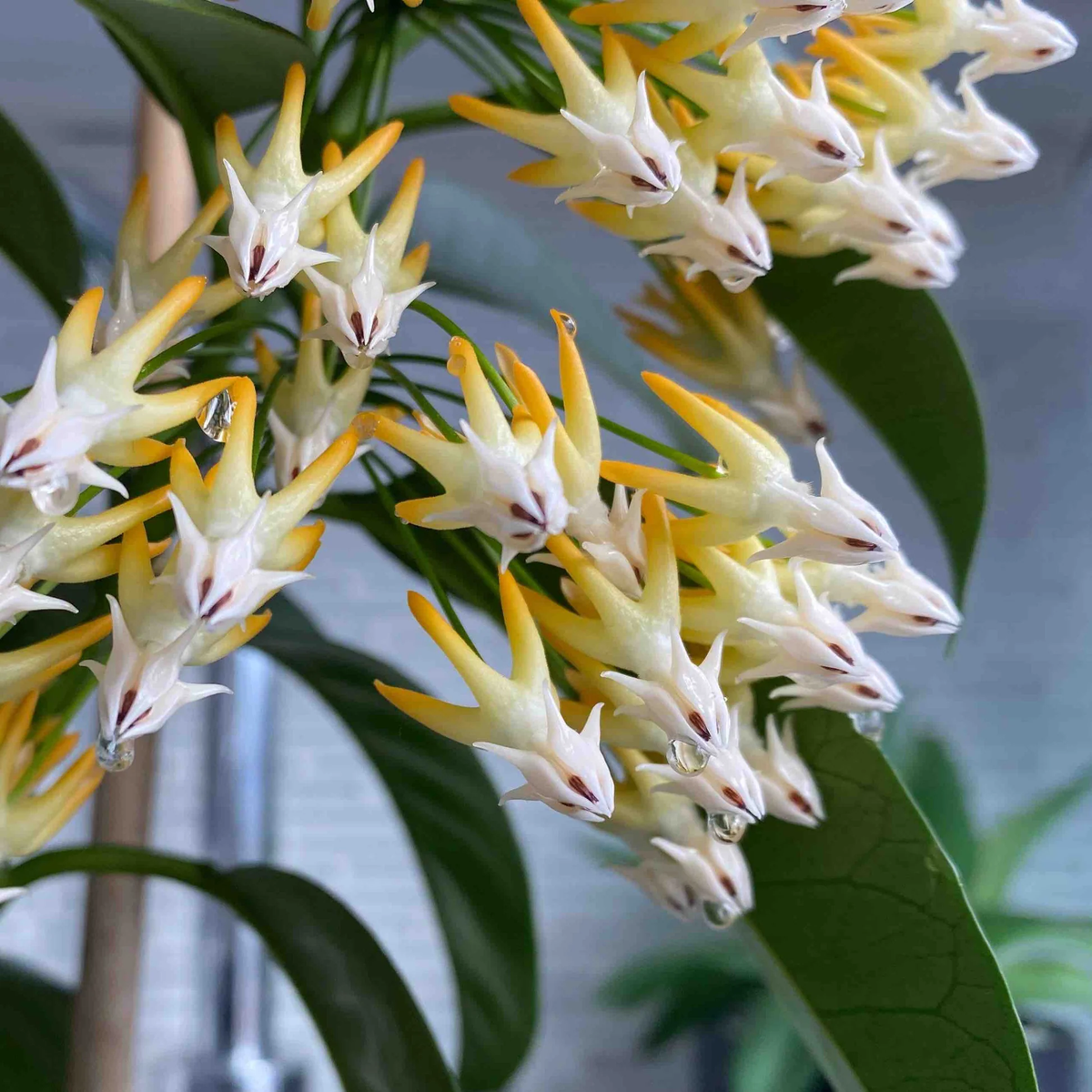 Hoya multiflora « Silver Splash »