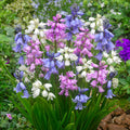 Zambile spaniole mix - Hyacinthus hispanica