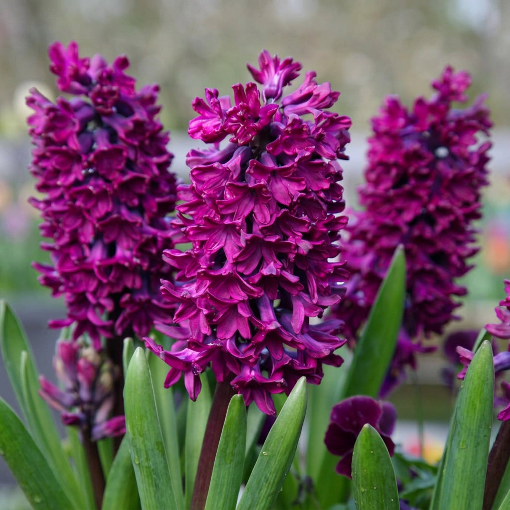 Zambile mov - Hyacinthus orientalis 'Woodstock'
