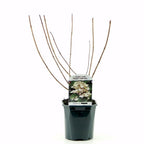 Hydrangea paniculata