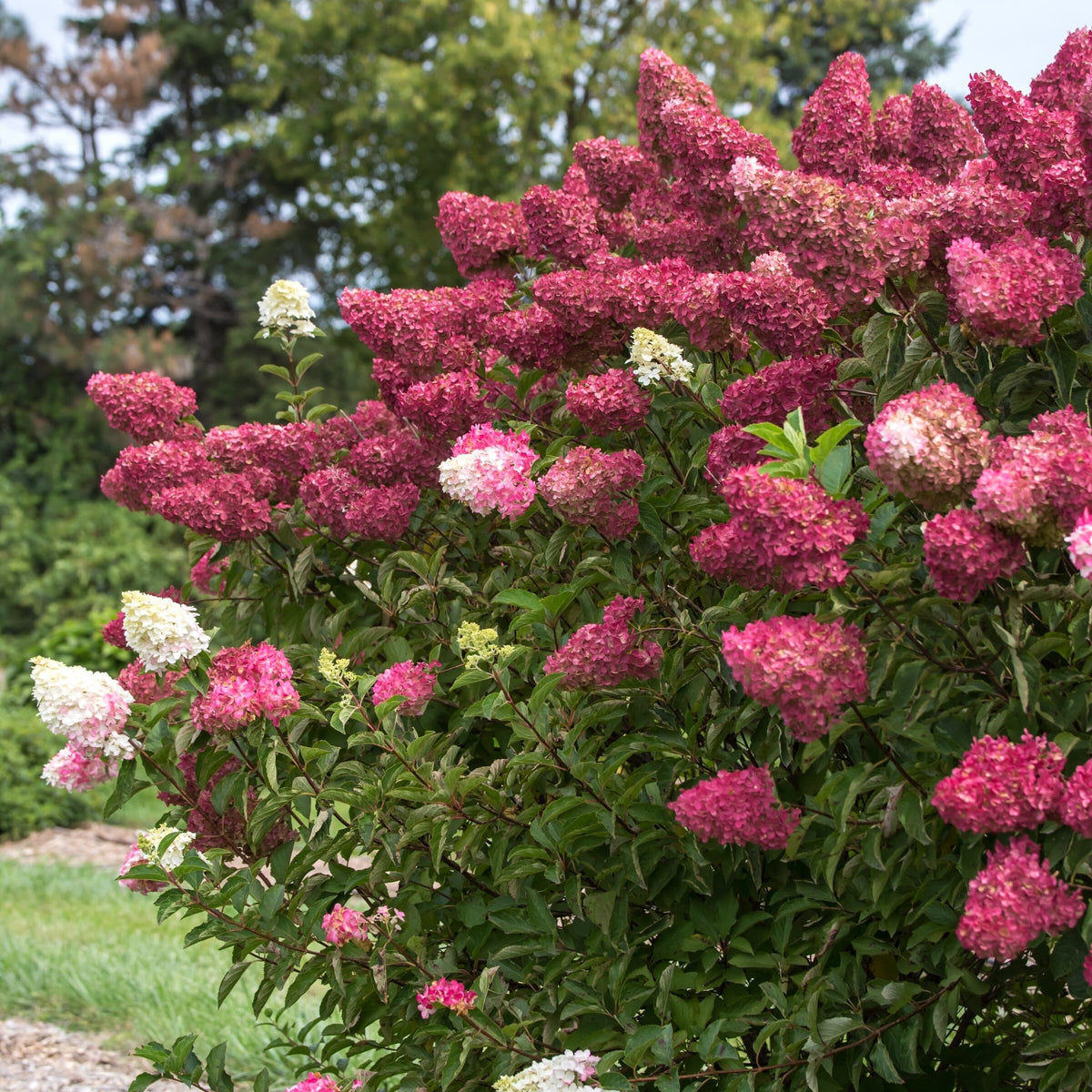 Hortensie 
Hydrangea paniculata 'Wim's Red'