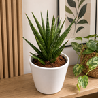 Sansevieria ‘Dancing Queen’ - Sansevieria compacta cu frunze inguste, in rozeta