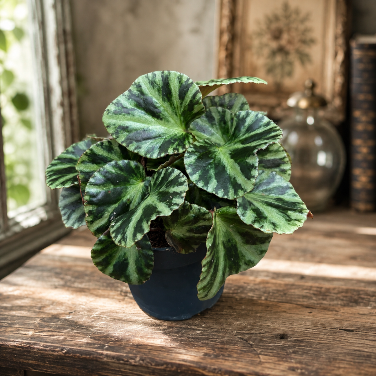 Begonia gironella 'Safari Tiger' - Begonia decorativa cu frunze tigrate