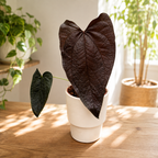 Anthurium 'Regina di Cuori'