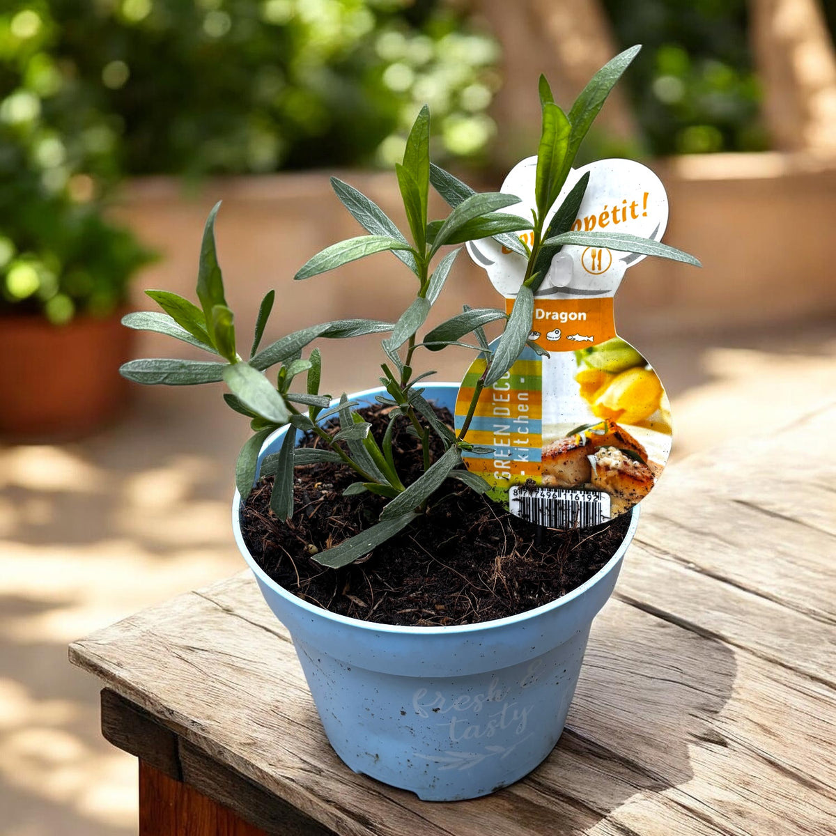 Artemisia dracunculus - dragoncello, pianta aromatica perenne per giardino e vaso