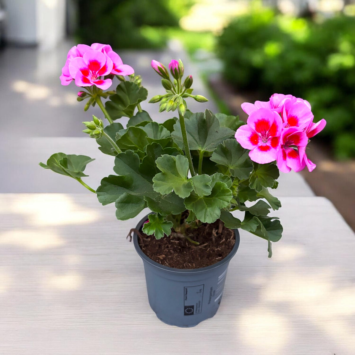 Muškát Pelargonium ‘Vineta’ - zónová odrůda s bohatým květem