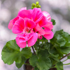 Pelargonie zonal ‘Lady Ramona’
