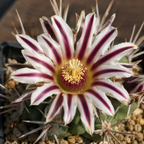 Stenocactus coptonogonus - Mexican cactus with thick ribs and violet-white flowers