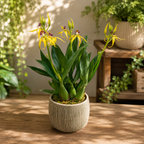 Prosthechea (Encyclia) cochleata var. cochleata - profumata