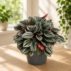 Peperomia 'Tender Toscane' – Compact Peperomia with Silver Leaves and Burgundy Undersides