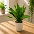 Sansevieria aubrytiana 'Yellow Edge' - planta sarpelui cu margini galben-aurii