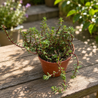 Portulaca gilliesii mix – kwiat kamienny, sukulentowa portulaka o ozdobnych kwiatach