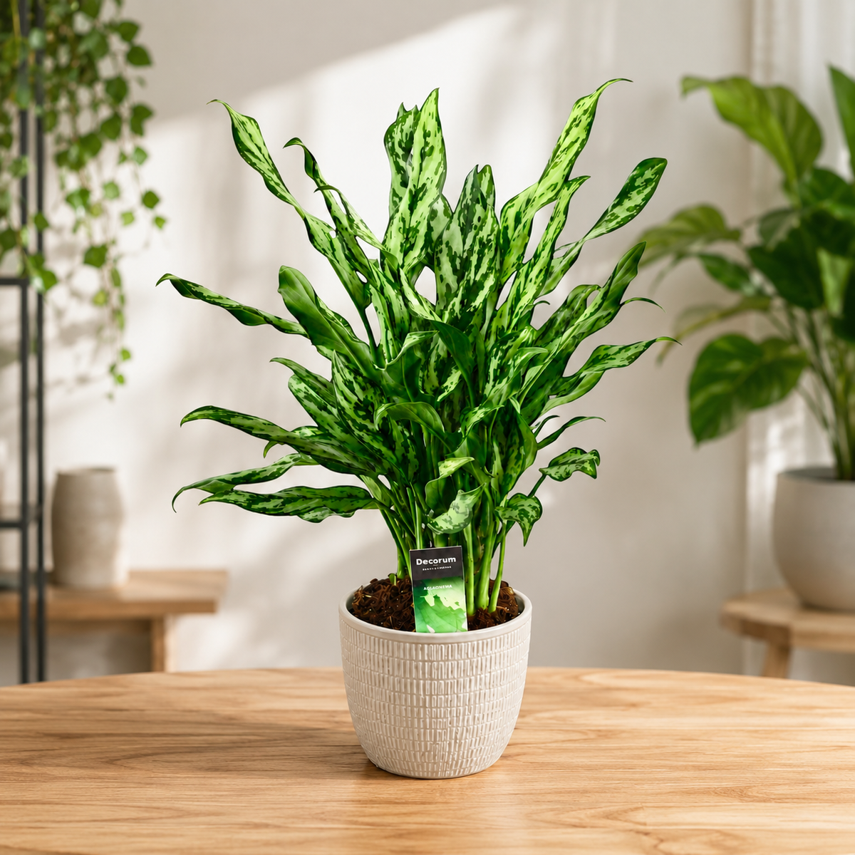 Aglaonema ‘Miss Juliette’ - exemplare XL