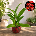 Ryc. Taiwan Feuerwerkskörper 'Popcorn'