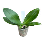 Phalaenopsis Lioulin L Stars *ароматна