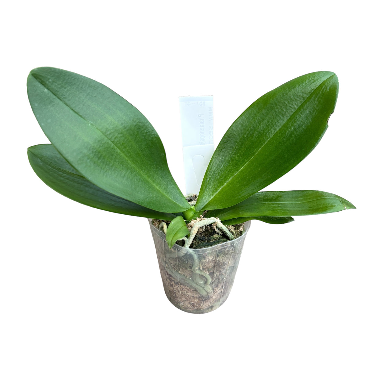 Phalaenopsis Lioulin L Stars *ароматна