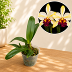 Rth. Fu Shu Glory 'Happy Holiday' - parfumata