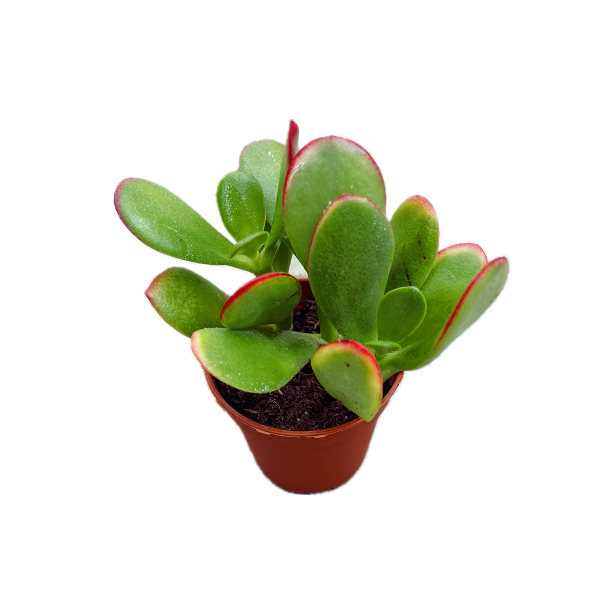 Crassula ovata 'Sunset' D5 (pénzfa)