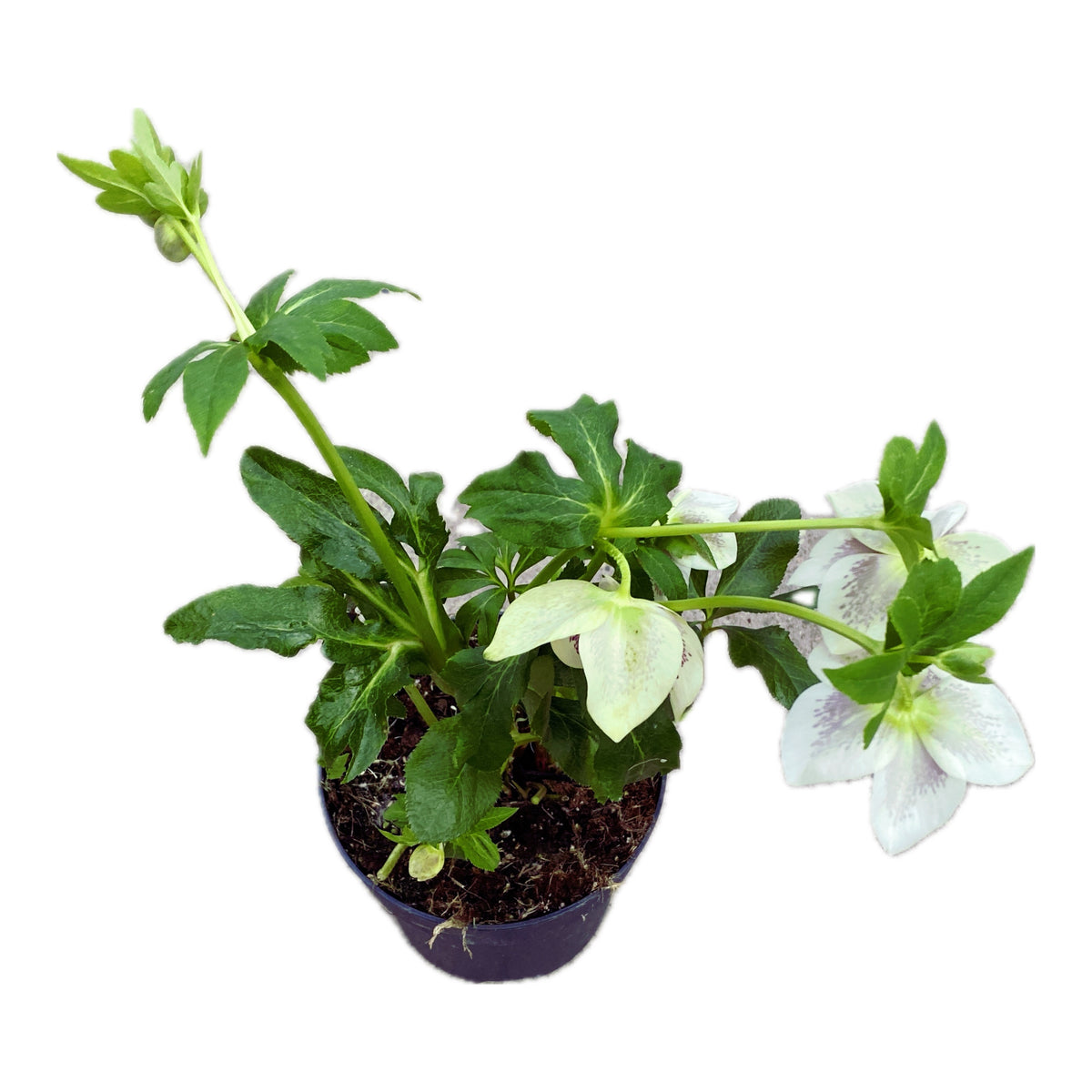 Helleborus orientalis 'ViV Antonella' (Lenten rose)
