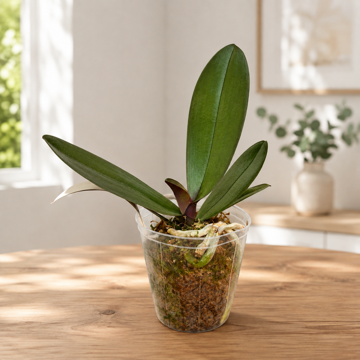 Phalaenopsis Jincheng Chin Su Me - große Lippe