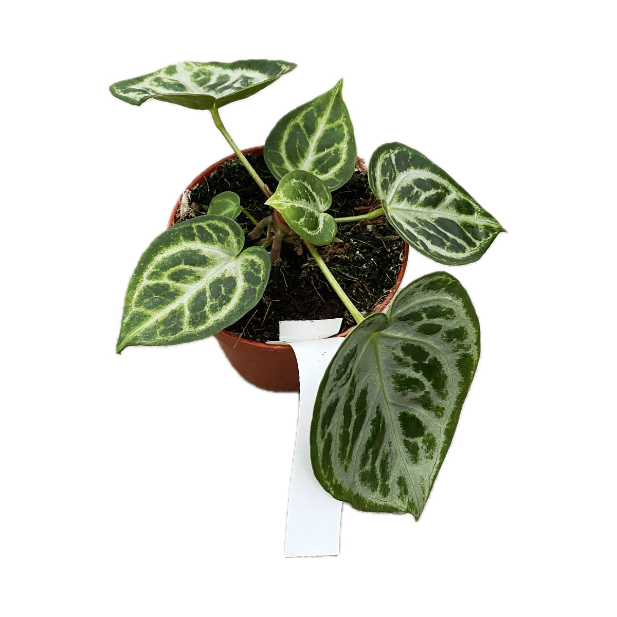 Anthurium crystallinum 'Silver Blush'
