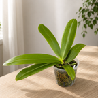 Phalaenopsis zebrina - duftend