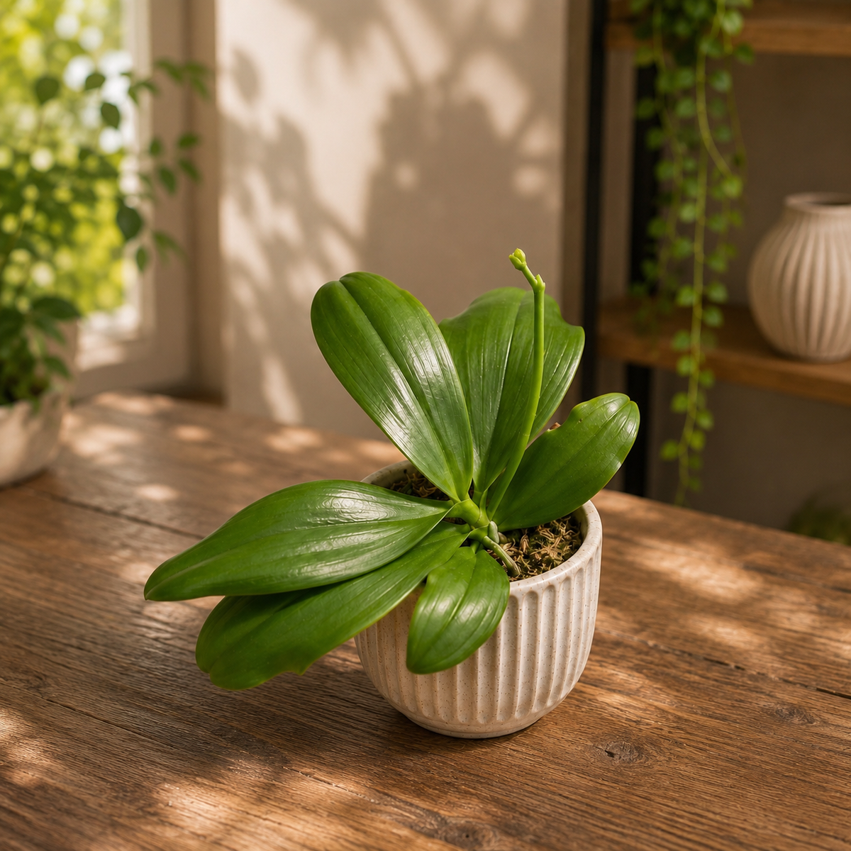 Phalaenopsis speciosa 'Purple Mountain' - fragrant