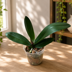 Phalaenopsis Miki Opera (pélorique)