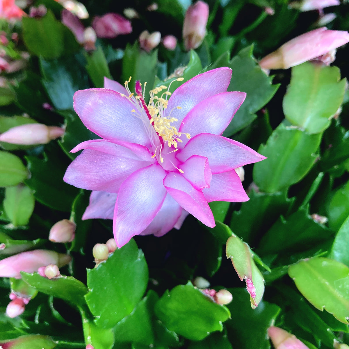 Schlumbergera ‘Pandora’ (pink Christmas cactus) - XXL specimens