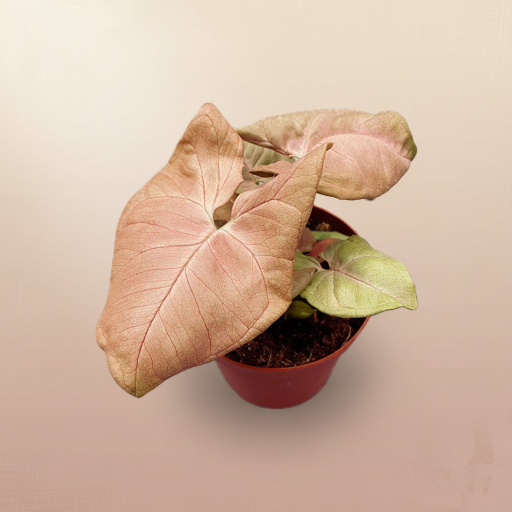 Syngonium Neon Robusta (Red King) D9