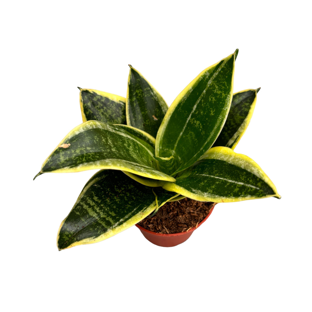 Sansevieria trifasciata 'Super Hahnii' D6