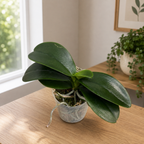 Phalaenopsis Haur Jih Fancy 'A06669' - fragrant