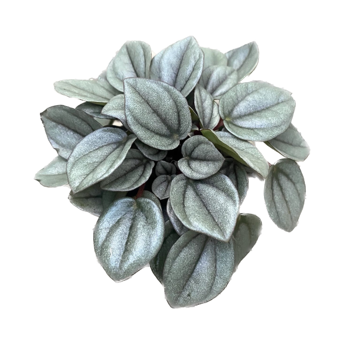 Peperomia caperata 'Milano' *roślinka dla dziecka