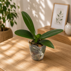 Phalaenopsis Blueberry Cheese – kwiaty XL