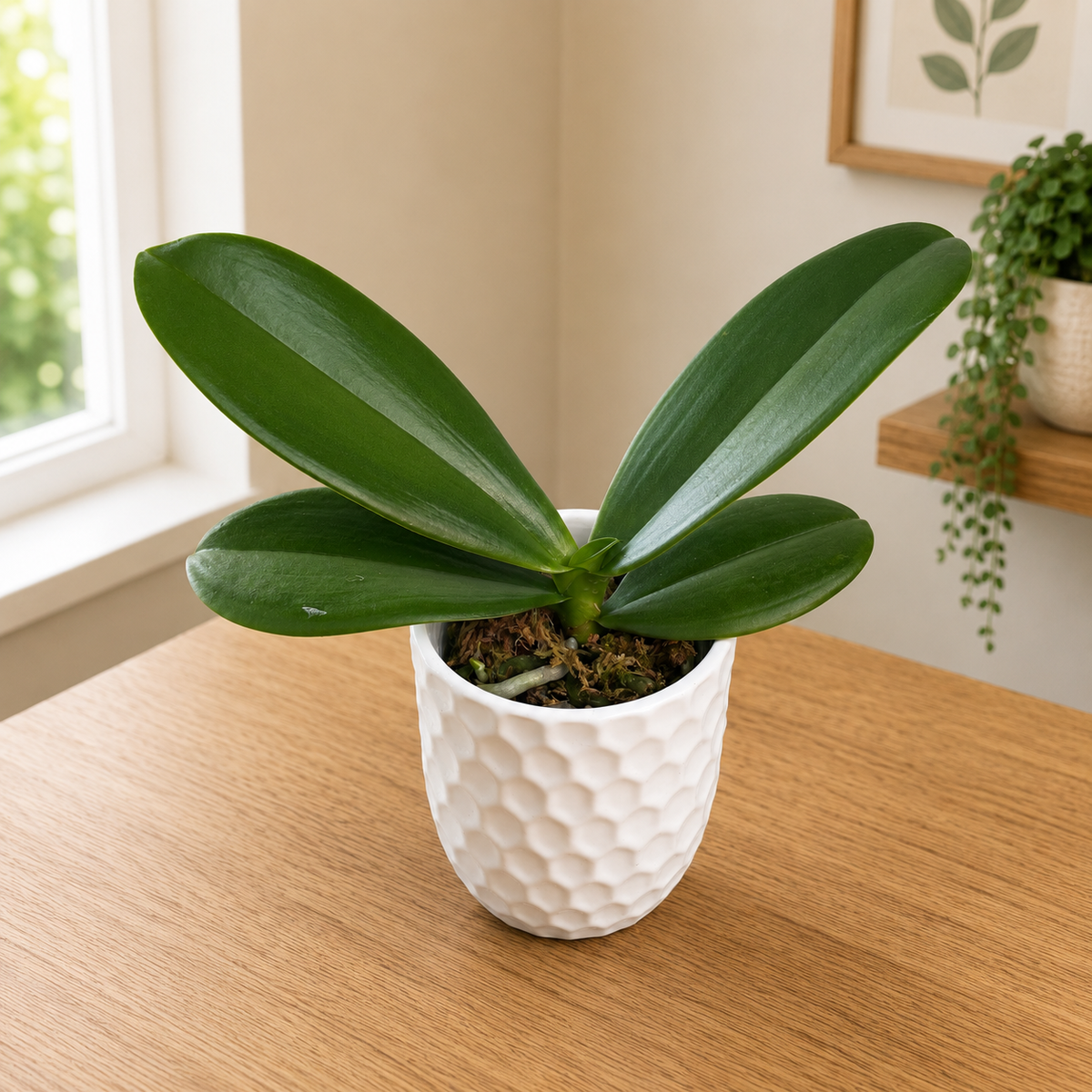 Phalaenopsis OX Diamond (peloric)