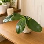 Phalaenopsis Miki Mok Choi Bear Queen 'Feast' - fragrant