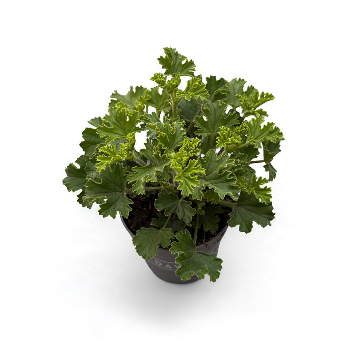 Muscate antitantari - Pelargonium ‘Angel Perfume Senna'