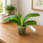 Phalaenopsis Yaphon Red Pepper - fragrant