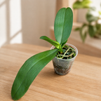 Phalaenopsis Younghome Green Dancer « 366 » (pélorique)