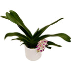 Rhynchostylis gigantea 'Pink Spots' - intensely fragrant