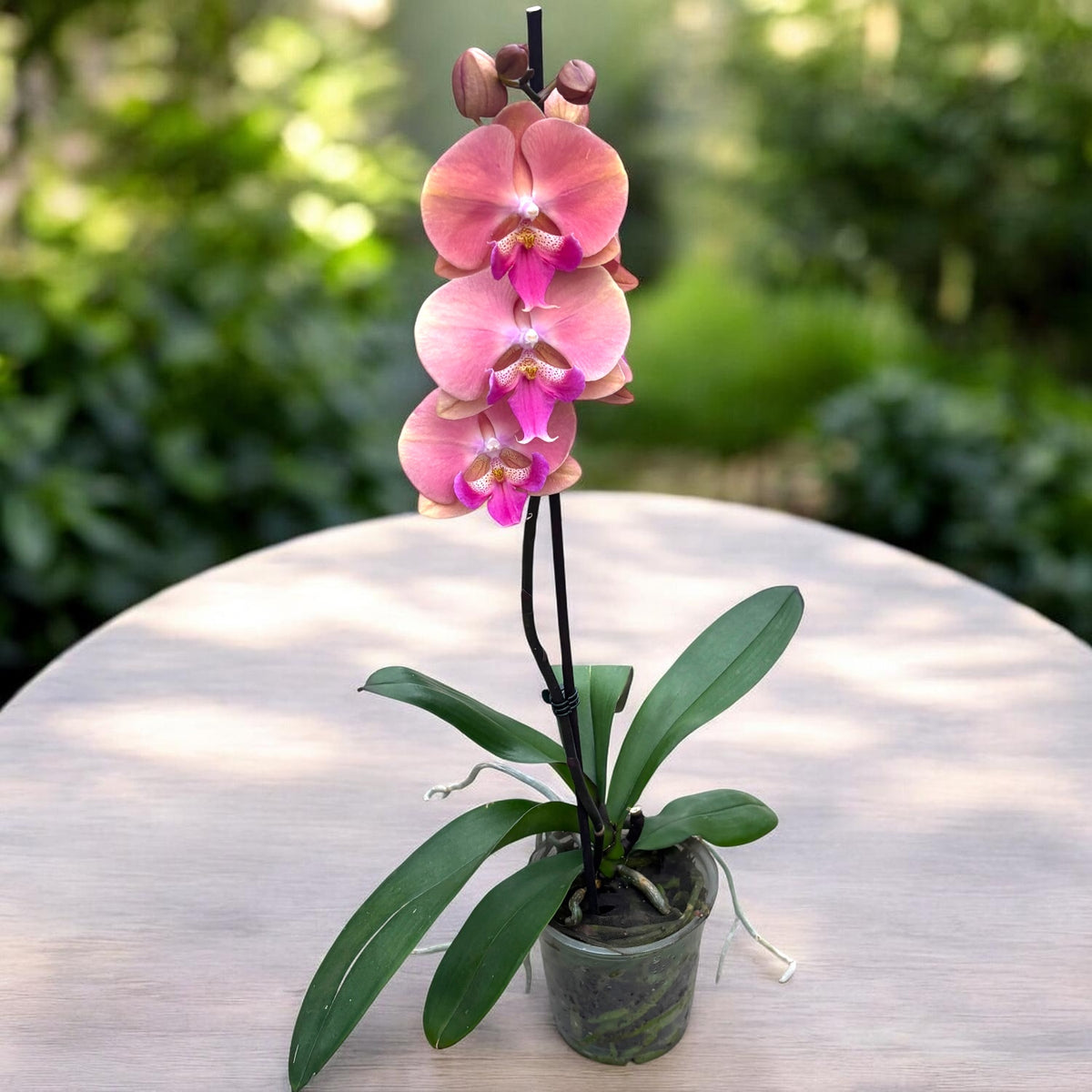 Phalaenopsis Anthura Menton big lip
